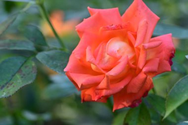 Bahçede büyüyen güzel gül çiçeği, yakından.