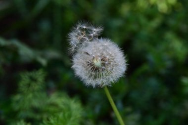 Bir karahindibaya yakın. 