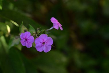 Bahçedeki güzel çiçekler
