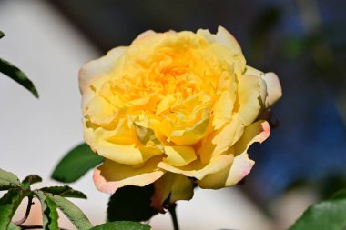 Bahçede büyüyen güzel gül çiçeği, yakından.