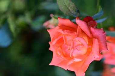 Bahçede büyüyen güzel gül çiçeği, yakından.