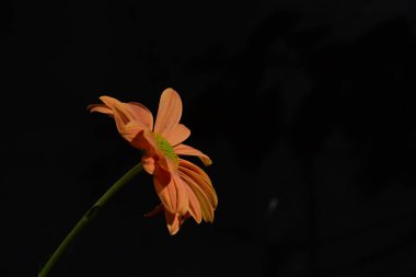 Çiçek, güzel botanik çekimi, doğal duvar kağıdı.