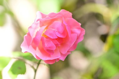 Bahçede büyüyen güzel gül çiçeği, yakından.