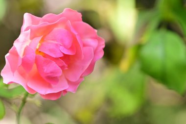 Bahçede büyüyen güzel gül çiçeği, yakından.