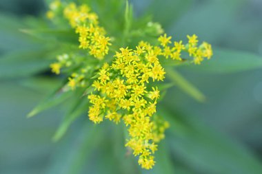 Bahçedeki sarı çiçekler