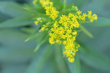 Bahçedeki sarı çiçekler