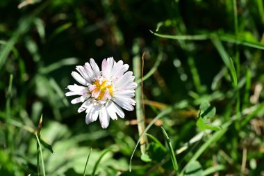 Bahçede büyüyen güzel çiçek, yakın.
