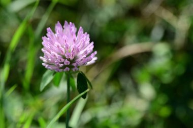 Bahçede büyüyen güzel çiçek, yakın.