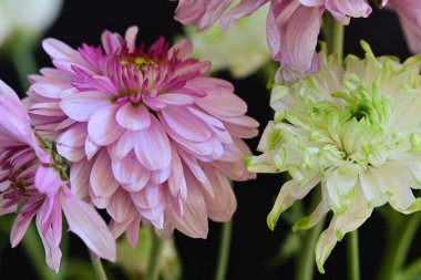 güzel çiçeklerin yakın görünümü 