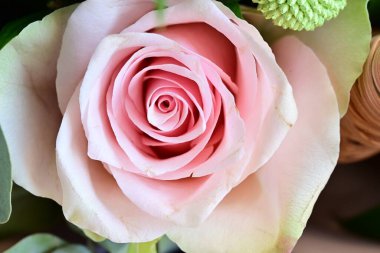 Güzel pembe gül, yakın çekim.