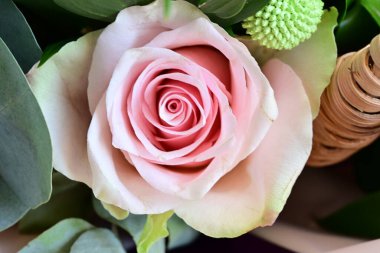 Güzel pembe gül, yakın çekim.