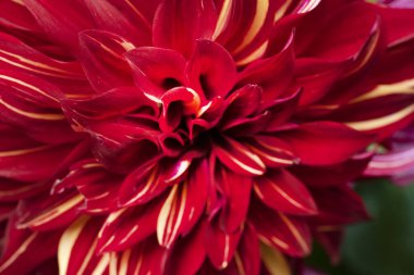 Kırmızı yıldız çiçeğine yaklaş.