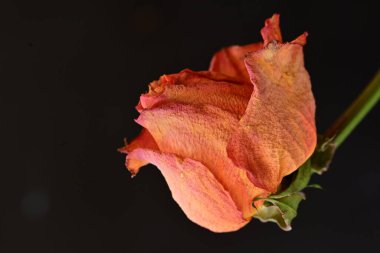 Siyah arkaplanda kuru gül çiçeği