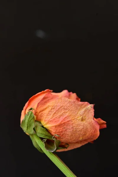 dry rose flower on black background