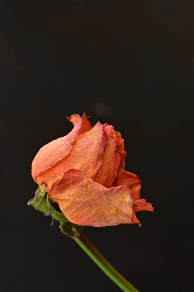 dry rose flower on black background
