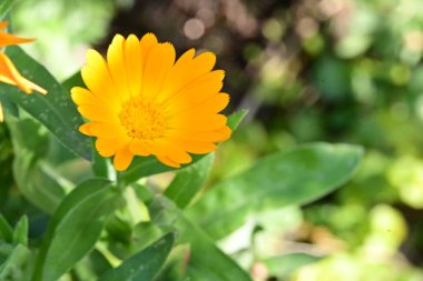 Bahçedeki güzel çiçek