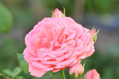 Bahçedeki pembe gül