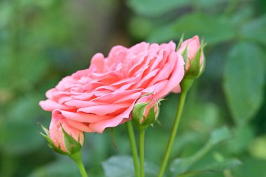 Bahçede güzel pembe bir gül