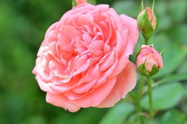 Doğada güzel bir gül, Flora.