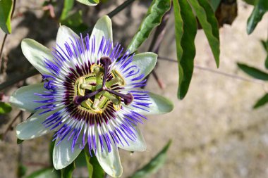 Güzel çiçek, botanik çekim, doğal duvar kağıdı.