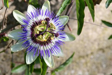 Bahçedeki çiçeğe yakın. 