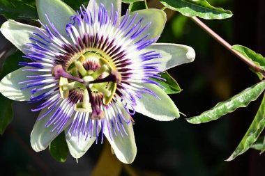 Güzel bir çiçeğe yaklaş