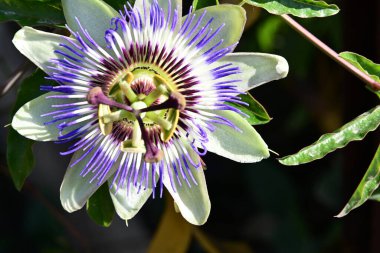 Bahçedeki güzel mor çiçek