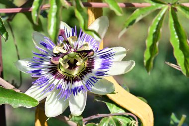Güzel mor bir çiçeğin seçici odak noktası. 