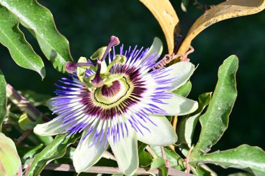 Bahçedeki güzel çiçek