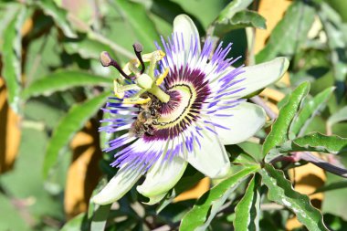  Bahçedeki çiçek, kapat.