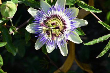 Bahçedeki mavi çiçek, kapat