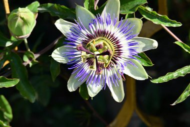 Bahçedeki mavi çiçeğe yaklaş