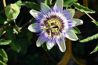 Güzel çiçek, çiçek konsepti...