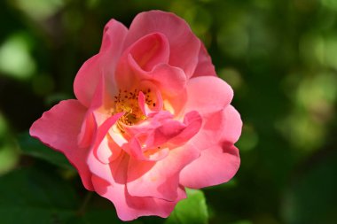 Bahçede yetişen güzel pembe gül çiçeği