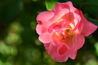 bahçede büyüyen güzel pembe gül