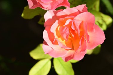 Bahçede güzel bir gül