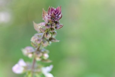 bitki güzel botanik çekim, doğal duvar kağıdı