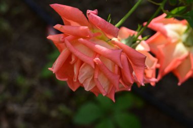 Bahçede büyüyen pembe gül, yakın plan.