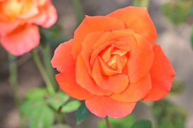 Bahçede güzel bir gül