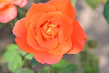 Bahçede güzel bir portakal gülü