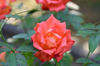 Bahçedeki güzel kırmızı gül