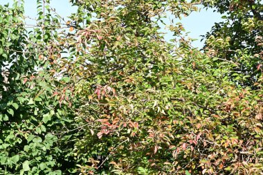 Güzel botanik fotoğrafı, doğal duvar kağıdı.