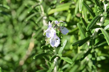 Bahçedeki beyaz çiçek