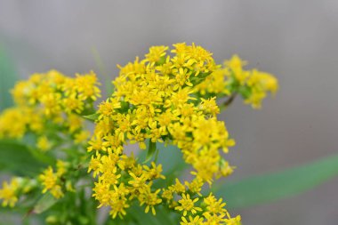 Bahçenin sarı çiçekleri