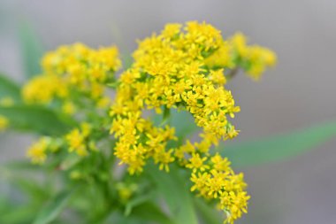 Bahçedeki sarı çiçekler..