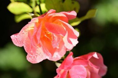 Bahçede pembe güller, yakın görüş.