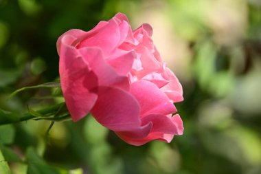 Bahçedeki pembe gülü kapat.