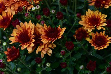 Kasımpatı çiçekleri manzarayı kapatır