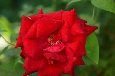 Bahçedeki güzel kırmızı gül