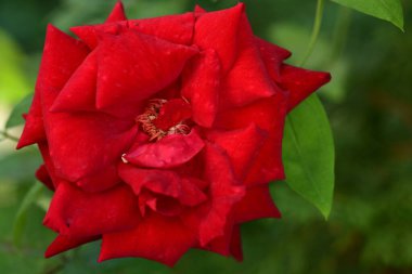 Doğadaki kırmızı gülü kapat.